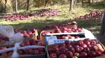 Bingöl'de Elma Bahçede Kaldı