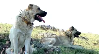 Kangal köpeklerin sahibinden tepkiye neden olan hareket