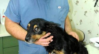 Havalı Tüfek, Sokak Köpeğini Felç Etti