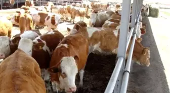 Seydişehir'de 200 Gebe Düve Dağıtıldı