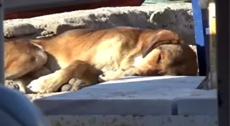 Bodrum'da Sokak Hayvanlarının Zehirlendiği İddiası