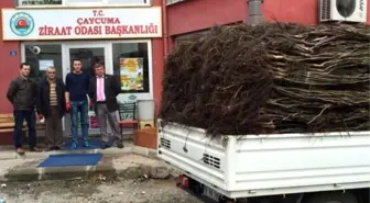 Çaycuma Ziraat Odası Meyve Fidanı Dağıtımına Başladı