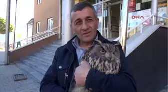 Hakkari - Evinin Bahçesinde Bulduğu Yaralı Baykuşa Sahip Çıktı