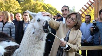 Özel Bakımlı Kaplan Dördüz Doğurdu
