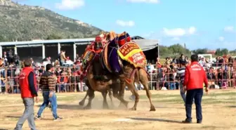 Söke'de Sezonun İlk Deve Güreşini 3 Bin Kişi İzledi