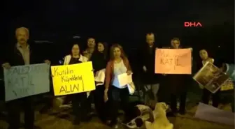 Antalya Falezlerde Kedi Katliamı Protestosu