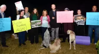 Falezlerde Kedi Katliamı Protestosu