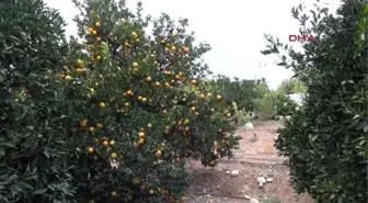 Mersin - Narenciyede Rus Krizi Psikolojik Çöküntü Yarattı