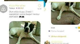 Köpekli Dehşete 12 Bin TL'lik Cezayı Valilik Onayladı