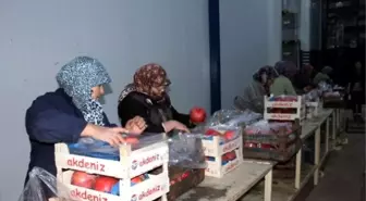 Bursa Narı Avrupa'nın Gözdesi