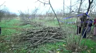 35 Dönüm Fındıklık ve 240 Ağaç Tahrip Edildi