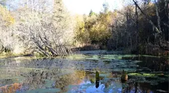 Gümeli Yaylaları Fotoğrafçılar ve Doğaseverlerin Gözdesi Oldu