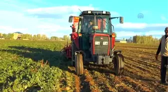 Tarladan Sofraya 'Şeker'İn Serüveni