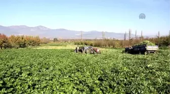 Tarlaların Beyaz Elması'Nın Zahmetli Hasadı