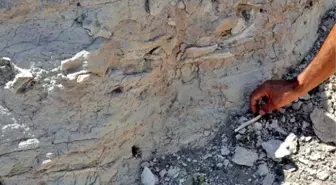 Çin'de 535 Milyon Yıllık Larva Bulundu