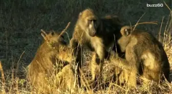 Female Baboons İn Epic Battle At Zoo