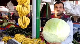 Sarıgöl'de Devasa Lahana İlgi Odağı Oldu