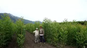 DİKA'dan Ceviz Bahçeciliğine Mali Destek