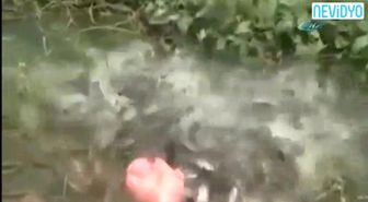 Piranalar Çıldırdı!