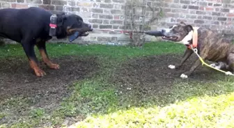 Rottweiler ve Pitbull Güç Denemesi