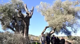 Tarihi Zeytin Ağaçlarının Taşınmasını Yerinde İncelediler