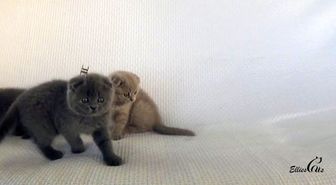 Minnoş Yavru Scottish Fold Kedilerinin Sevimli Oyunları