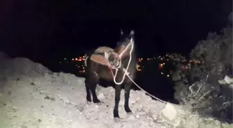 Ölen Çiftçinin Katırı Cesedin Başından Ayrılmadı