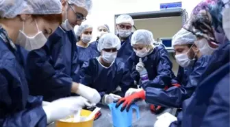 Deney Hayvanları Kullanım Sertifikası Eğitim Kursu