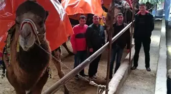 Sezonun İlk Deve Güreşi Kumluca'da