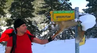 Silahla Vurdukları Tilkiyi Yön Tabelasına Astılar