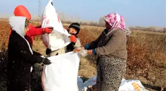 Iğdır'da 26 Yıl Sonra Yapılan İlk Pamuk Hasadı Yüzleri Güldürdü