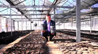 Van'da Ceviz Seferberliği