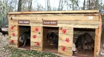 Adapazarı Belediyesi 11 Ayda 3 Bin Köpek Aşıladı