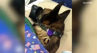 Photo Of A Military Dog Awarded The Purple Heart Goes Viral