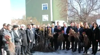 Tokat'ta 17 Bin Ceviz, 228 Bin Adet Bağ Çubuğu Fidanı Dağıtıldı