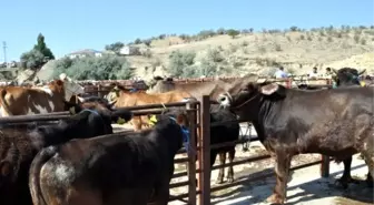 Nevşehir Hayvan Pazarı Kapatıldı