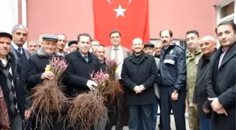 Niksar'da 37 Bin Adet Bağ Çubuğu Fidanı Dağıtıldı