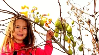 Sarıgöl'de Armut Ağacı Aralık Ayında Meyve Verdi