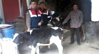 Bolu'da Çalınan Buzağılar Kocaeli'nde Bulundu