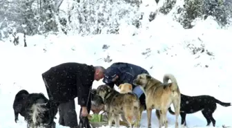 Kocaeli'de Sokak Hayvanları Aç Kalmıyor
