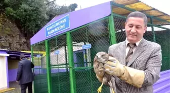 Yaralı Doğan Tedavi Edilerek Doğaya Salındı