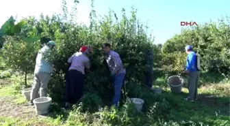 Mersin - Rekolte ve İhracat Düştü, Limon Fiyatları Yükseldi