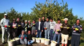 Rekolte ve İhracat Düştü, Limon Fiyatları Yükseldi