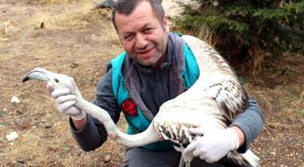 Yaralı Flamingo Sondayla Beslenip Tedavi Ediliyor