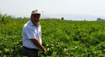 Kocabaş; 'Pamuk Üretiminde Yeni Politikalara İhtiyaç Var'