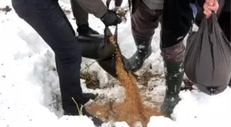 Silvan'da Yaban Hayvanları İçin Doğaya Yem Bırakıldı