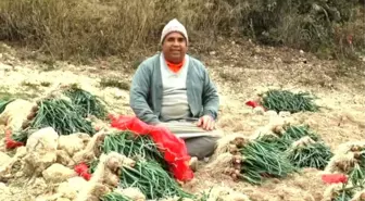 Yeşil Soğan Fiyatıyla Üreticisini Güldürdü