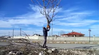 Cihanbeyli'de Ağaçlar Budanıyor