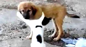 Kedi ve Köpeğin İlginç Dostluğu