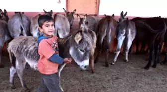 Türkiye'nin Dört Yanına Eşek Sütü Satıyor